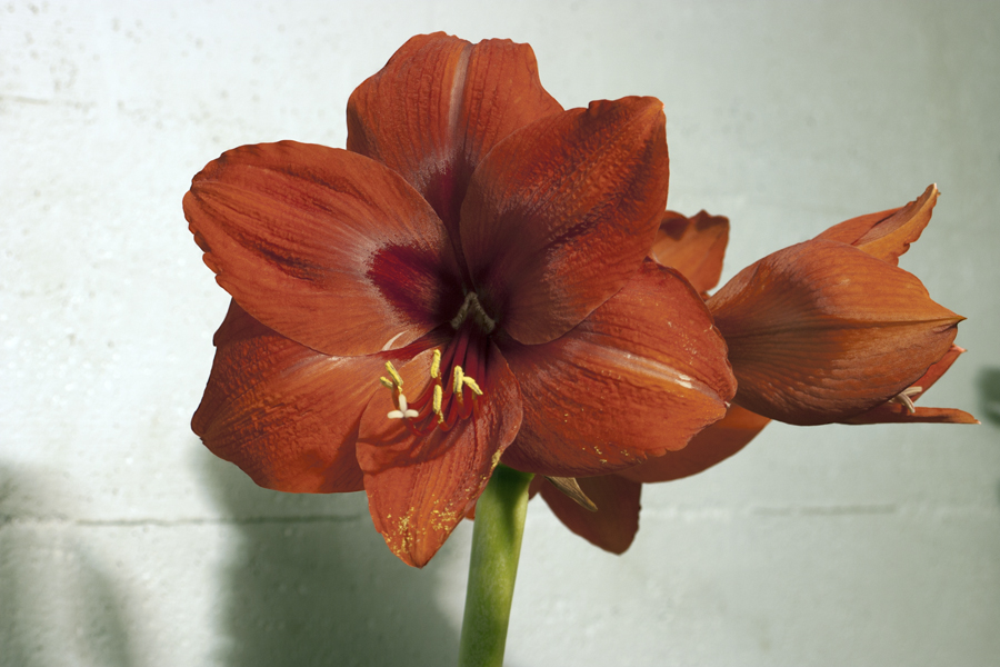 XIII 088 